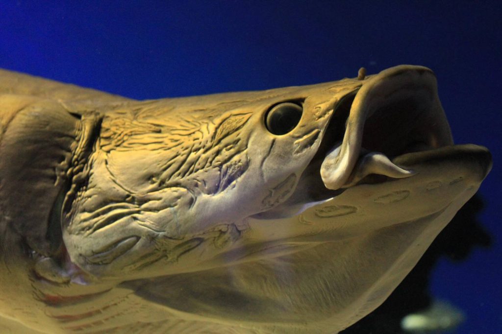 ピラクルーの画像