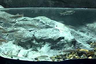 川辺の魚の画像